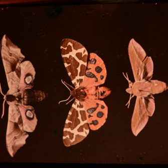 Autochrome nature morte aux papillons