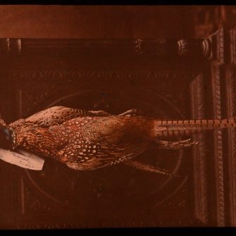 Autochrome nature morte au faisan
