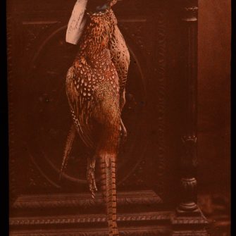 Autochrome nature morte au faisan
